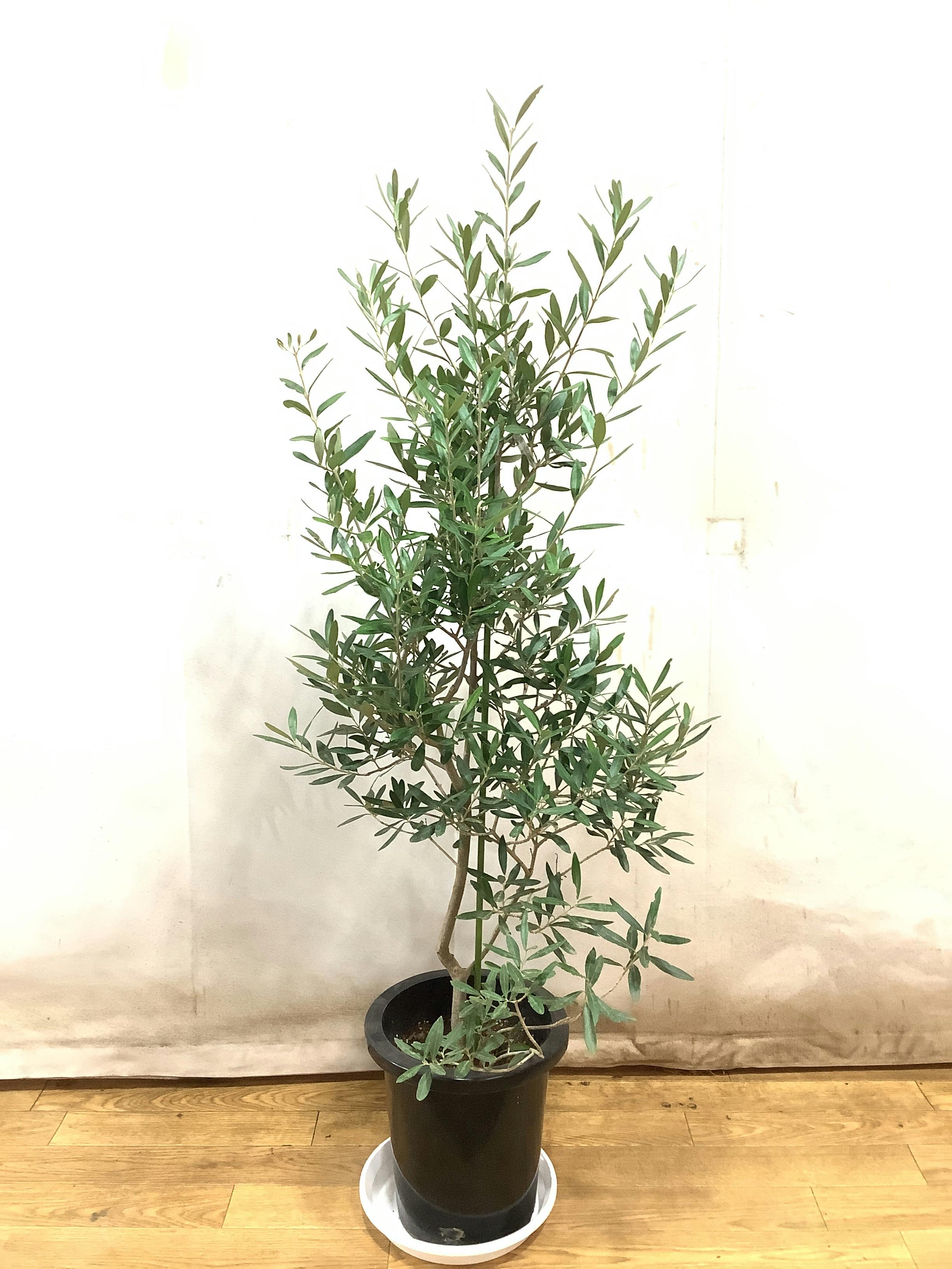 オリーブの木　イトラーナ　植物　インテリア オリーブの木 イトラーナ 植物 インテリア オリーブの木