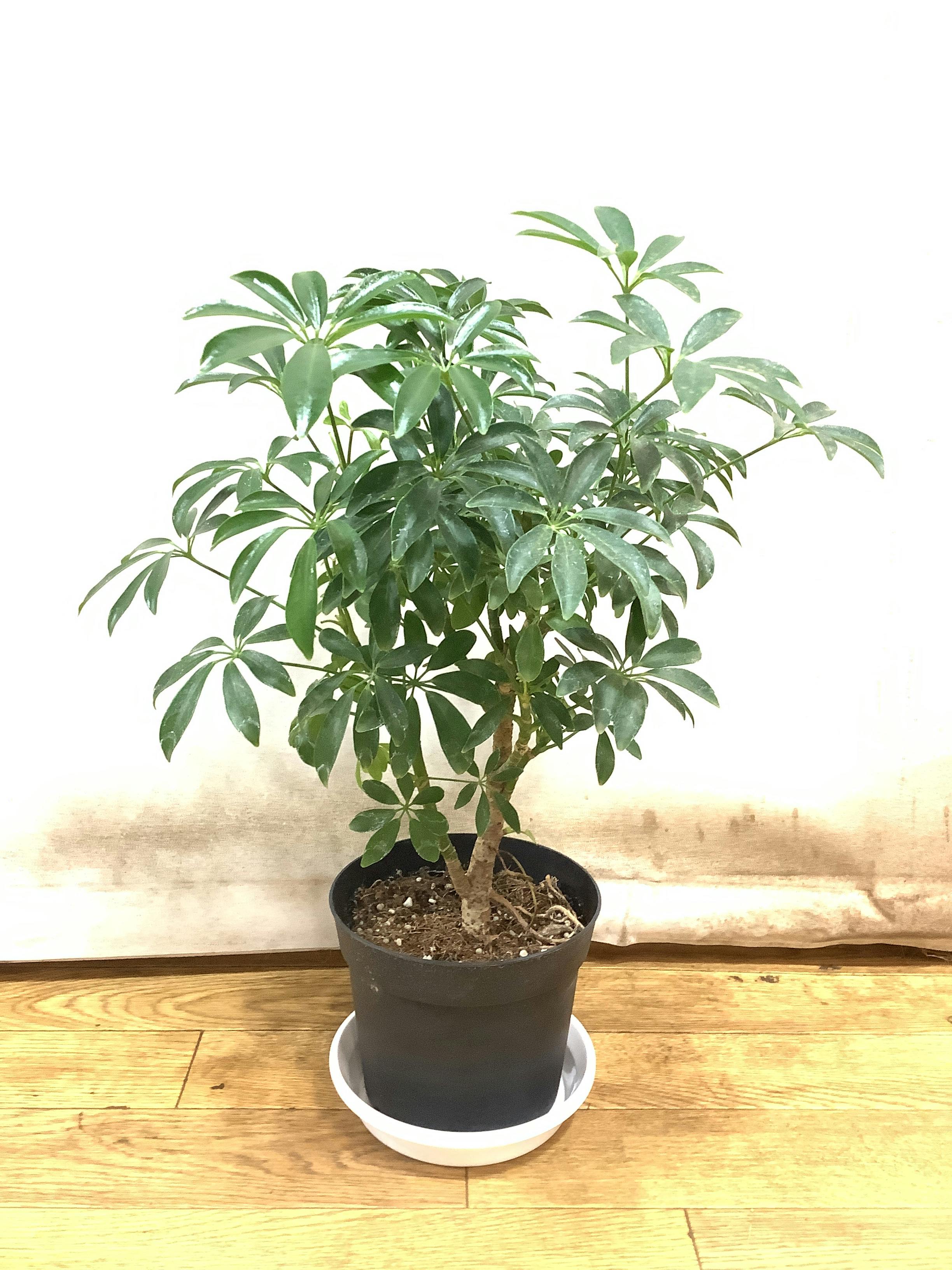 THE MONSTERS NAUGHTY PLANTS ラブブ観葉植物　正規品 Labubu THE MONSTERS NAUGHTY PLANTS Vinyl Face Series