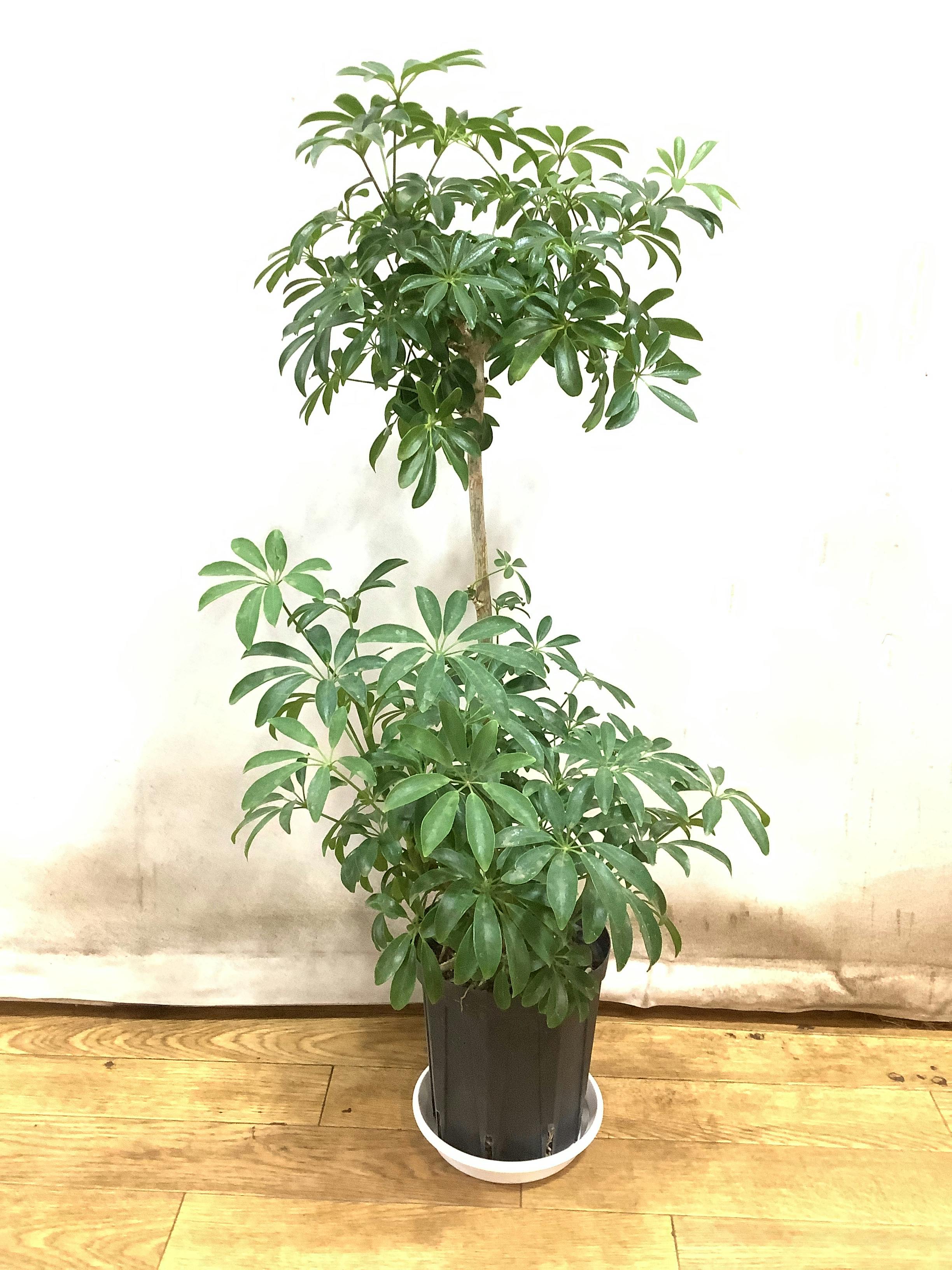 シェフレラ コンパクタ 5号 | 観葉植物通販 HitoHana（ひとはな）