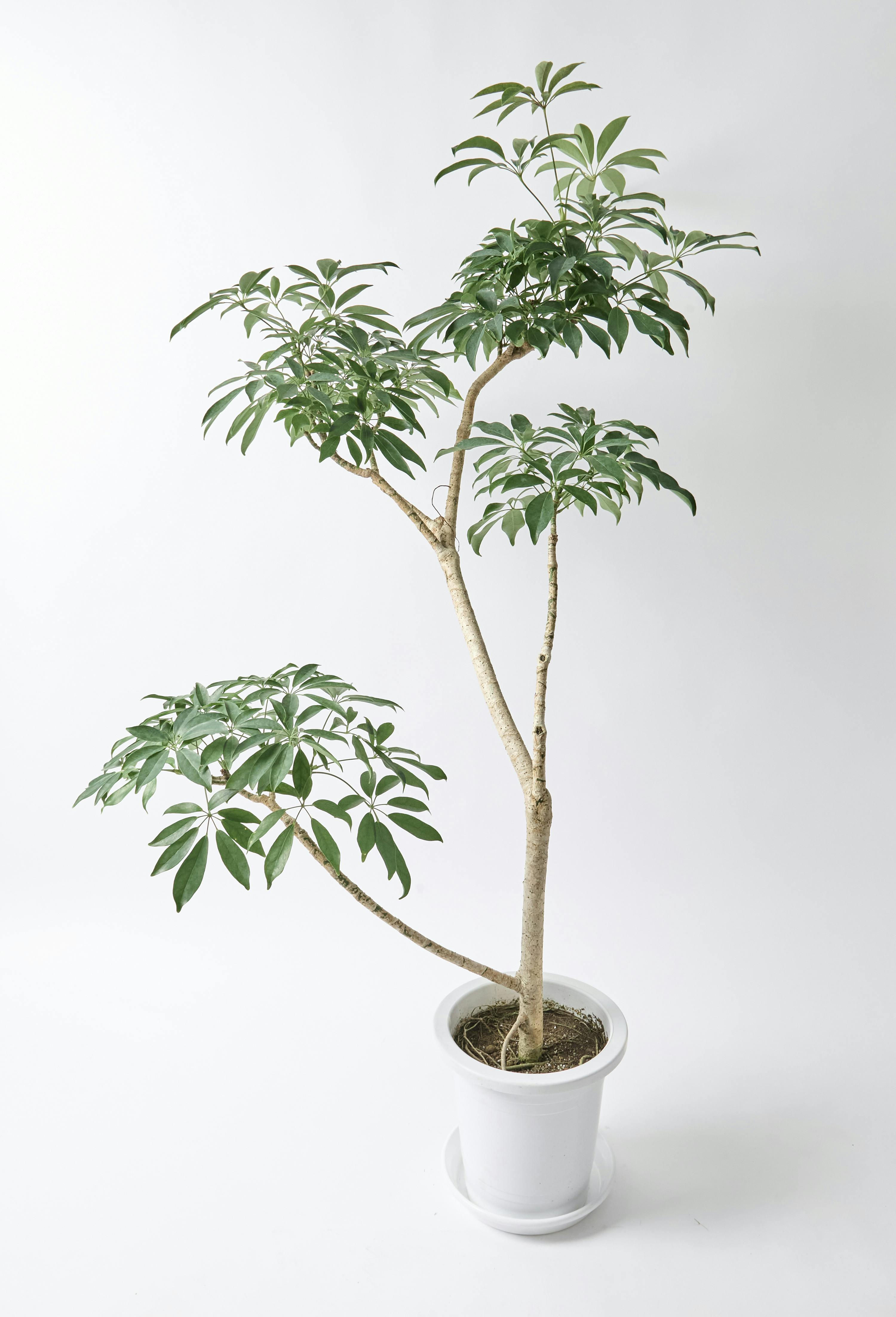 その他観葉植物 CoCo CoCo（観葉植物）＋スタンド＋水やりボトル 3種セット - 和紙糸
