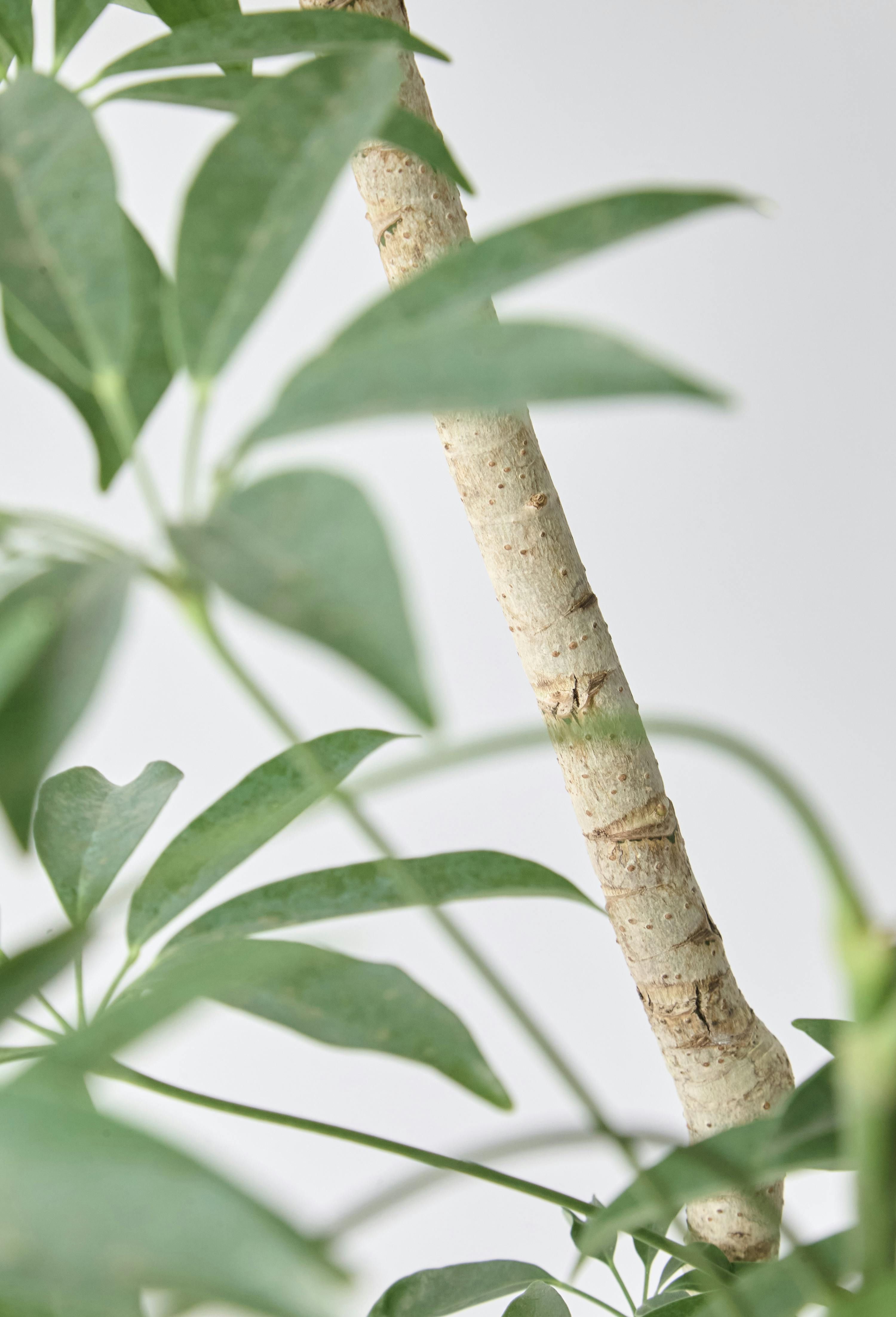 観葉植物 シェフレラ（カポック）7号 朴 竹バスケット 付き | 観葉植物