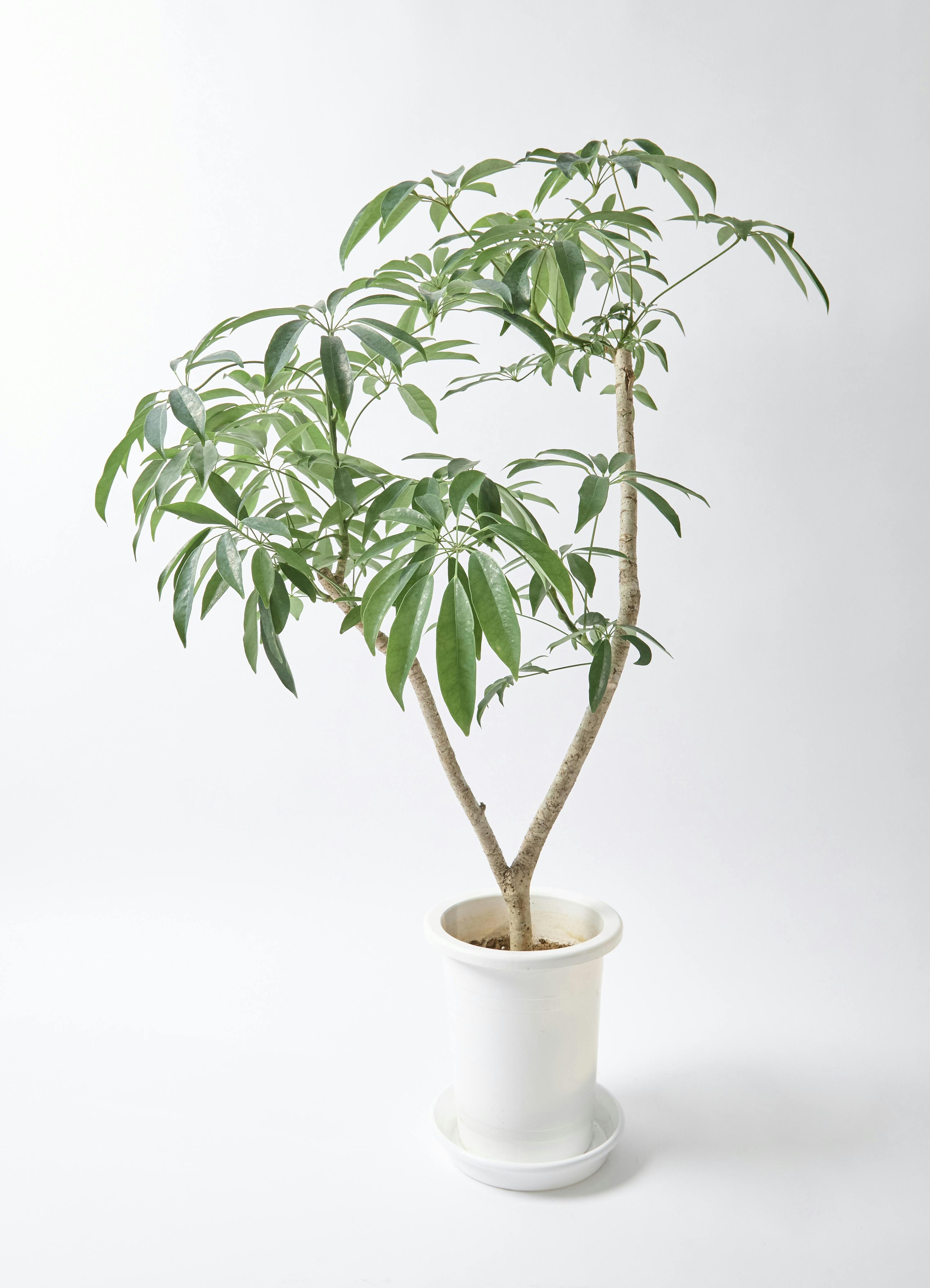 シェフレラ コンパクタ | 観葉植物ならHitohana（ひとはな）