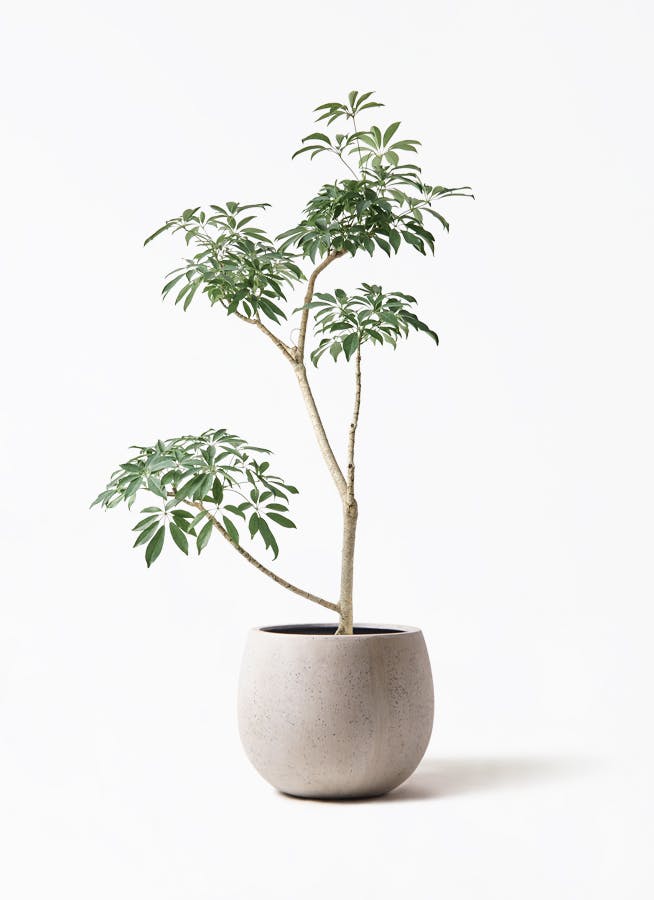 観葉植物 シェフレラの通販 | HitoHana（ひとはな）