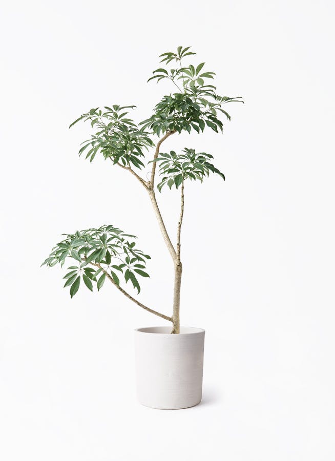 観葉植物 シェフレラの通販 | HitoHana（ひとはな）