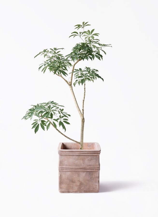 観葉植物 トックリラン ポニーテール 8号 テラアストラ カペラキュビ
