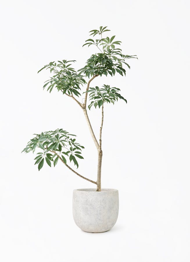 シェフレラ・カポック 白鉢 観葉植物 シェフレラ（カポック）8号 朴 Sheer Pot (シアーポット
