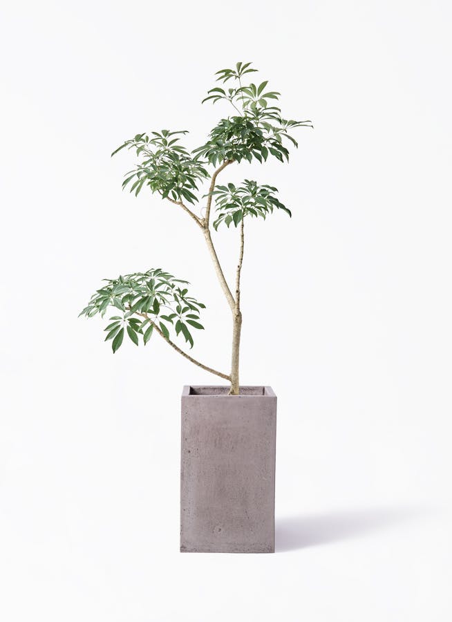 観葉植物 ドラセナ グローカル 8号 セドナロング グレイ 付き | 観葉