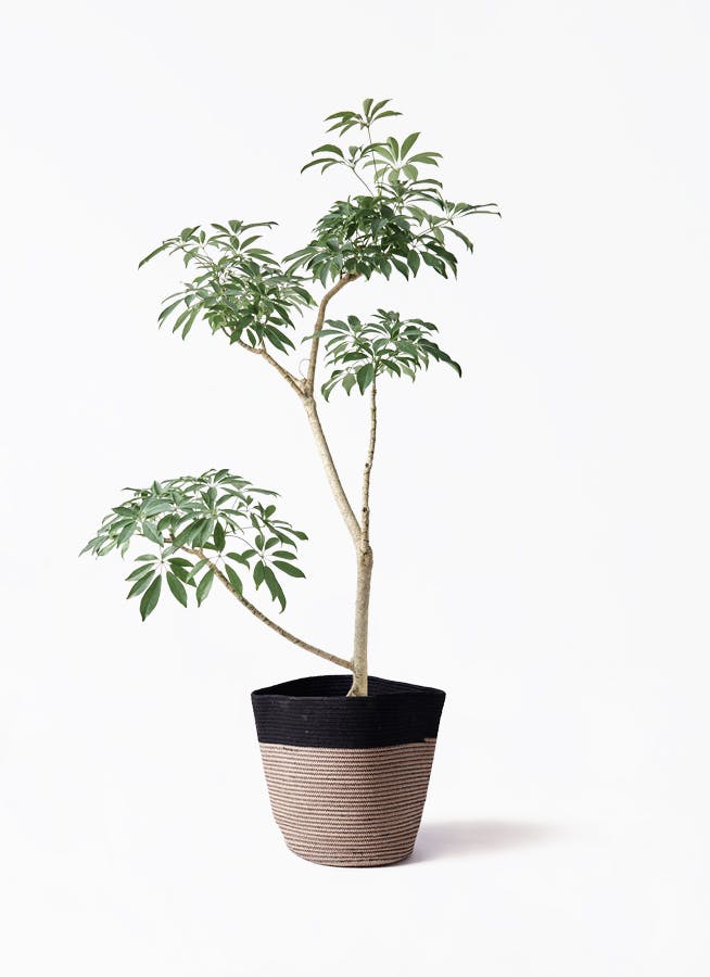 観葉植物 トックリラン ポニーテール 8号 リブバスケットNatural and
