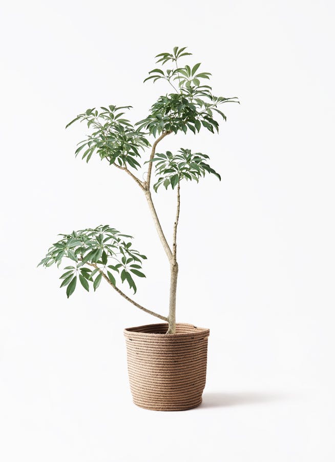 観葉植物 オリーブの木 8号 オヒブランカ リブバスケットNatural 付き