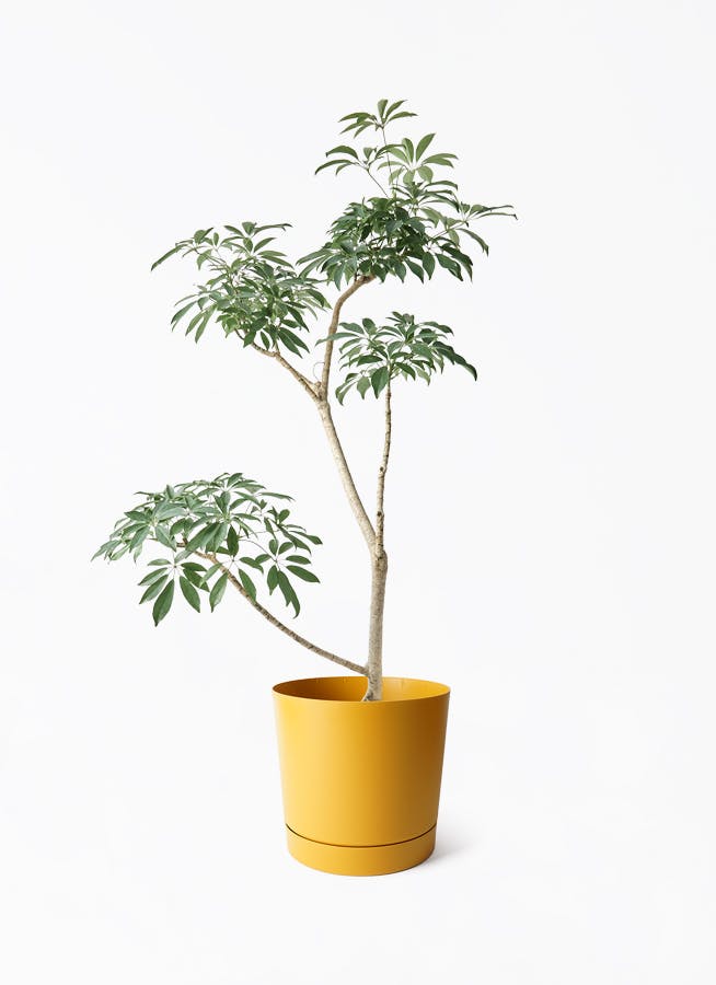 8号サイズの観葉植物 | 通販専門店 HitoHana（ひとはな）