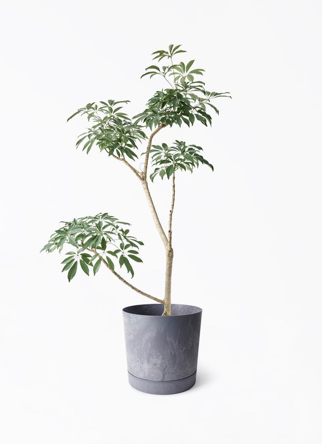 8号サイズの観葉植物 | 通販専門店 HitoHana（ひとはな）