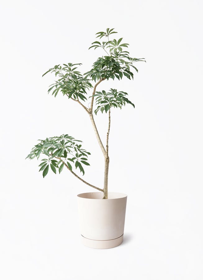 鉢カバー付きの観葉植物 | HitoHana（ひとはな）