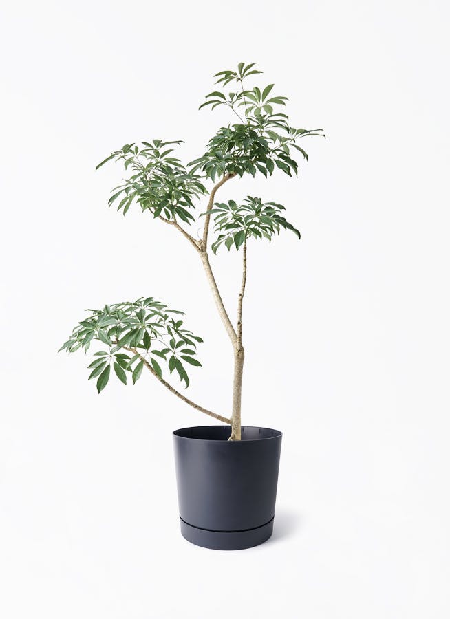 観葉植物 8号サイズの観葉植物 | 通販専門店 HitoHana（ひとはな）