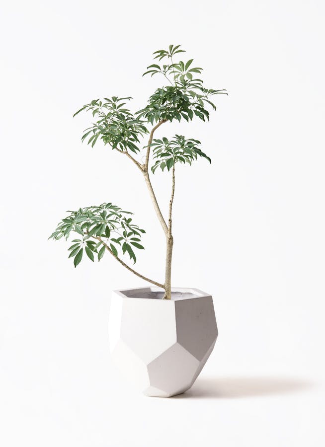 オリーブの木　デルモロッコ　8号　約110cm　K-325　希少品種　現品掲載 NEWデルモロッコ（オリーブの木）｜Lサイズ｜K-337｜約130cm｜希少