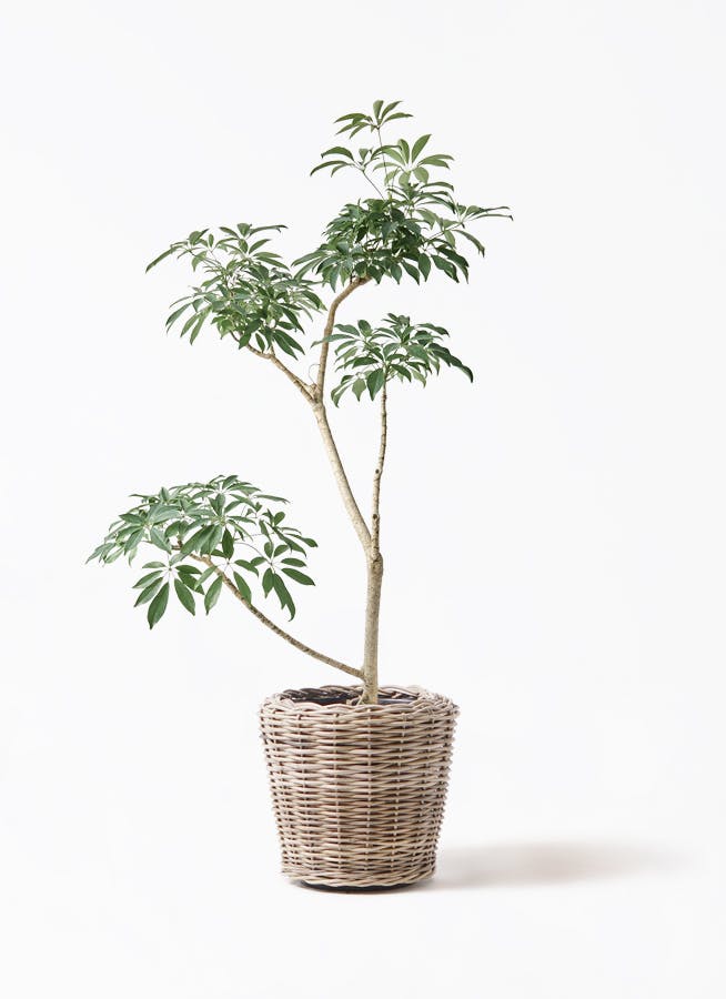 観葉植物 ドラセナ コンシンネ レインボー 8号 ストレート モン