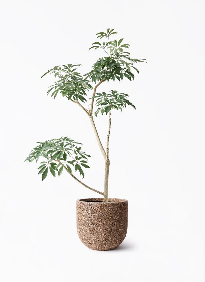 シェフレラ コンパクタ | 観葉植物ならHitohana（ひとはな）