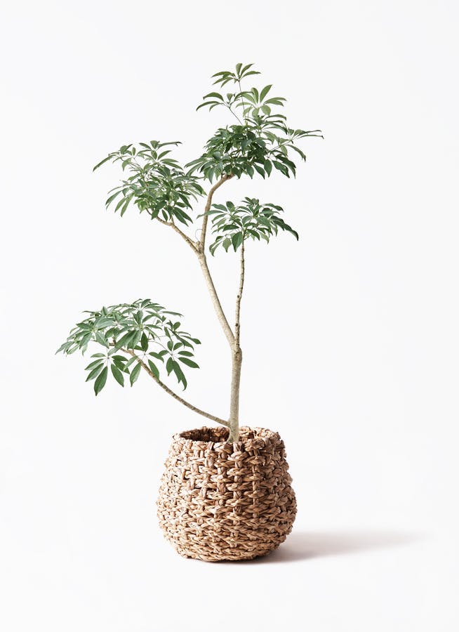 schefflera-compacta-513_1.jpg