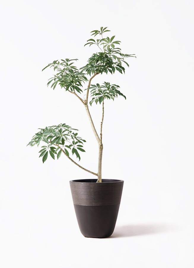 観葉植物 オリーブの木 8号 コレッジョラ ジュピター 黒 付き / 小倉園