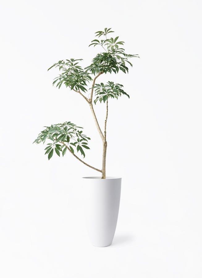 観葉植物 ドラセナ コンシンネ レインボー 8号 ストレート