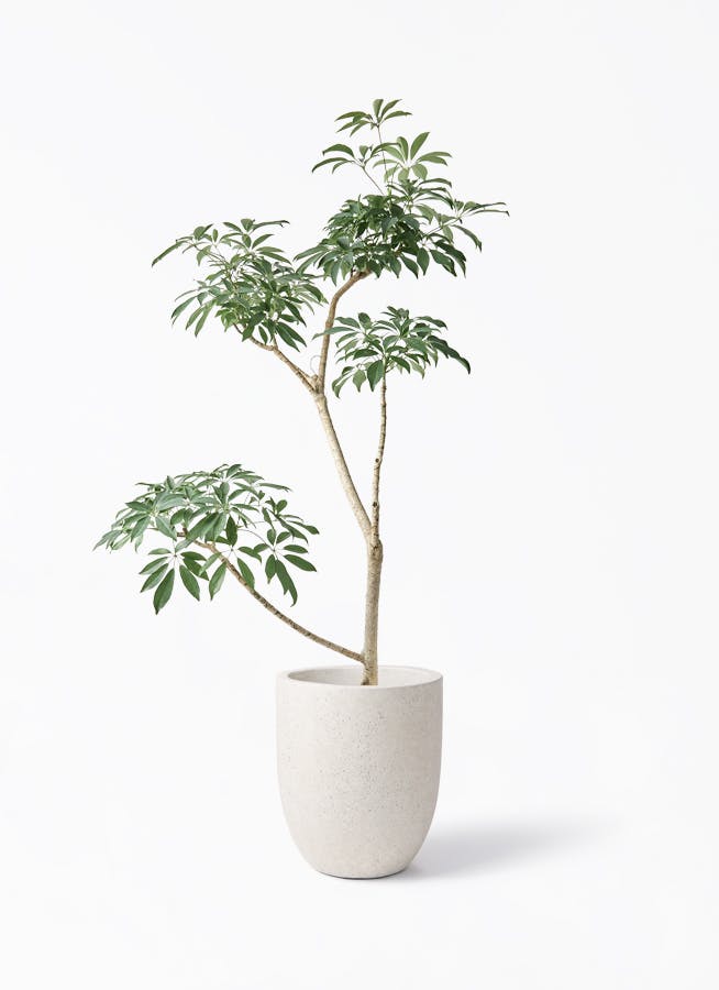 観葉植物 シェフレラの通販 | HitoHana（ひとはな）