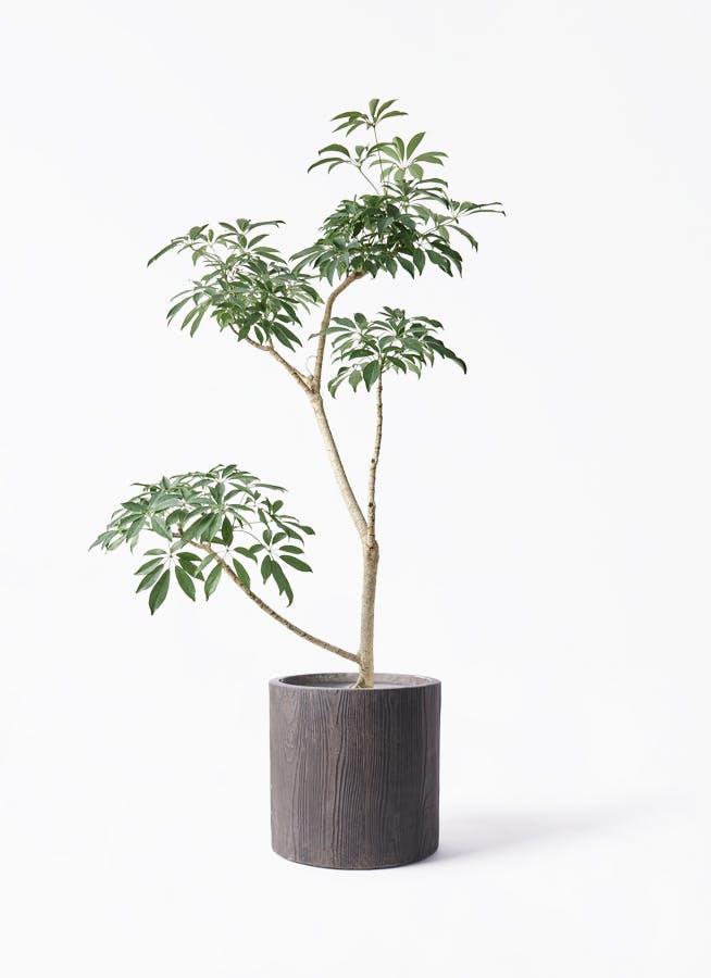 観葉植物 フィカス アルテシーマ 7号 曲り アルファ シリンダー