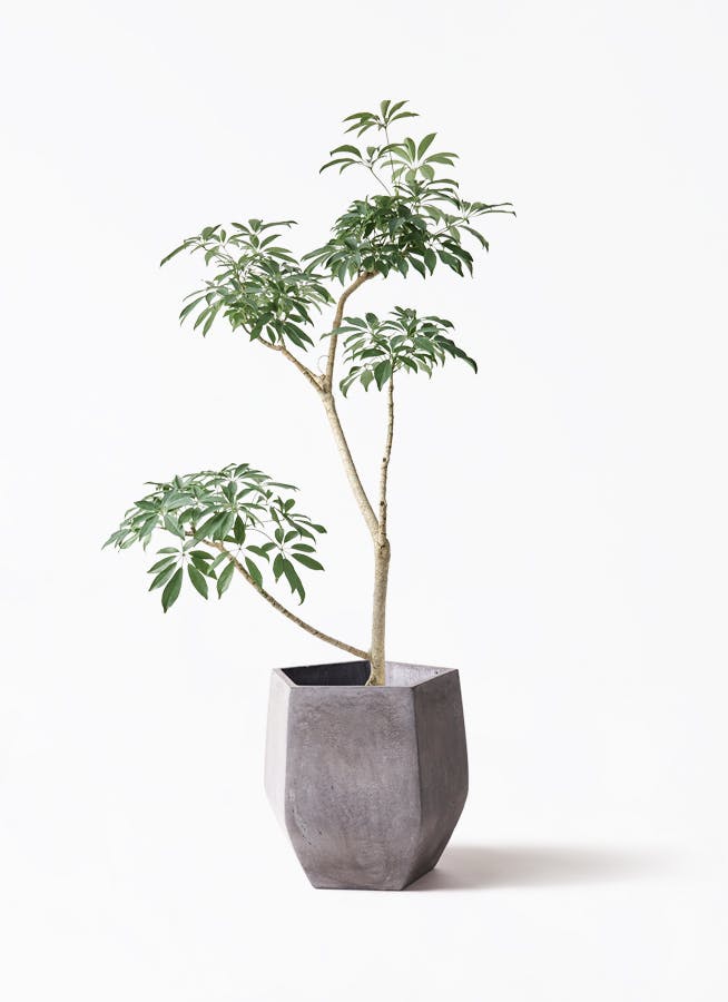 観葉植物 シュロチク（棕櫚竹） 8号 ファイバークレイ Gray 付き