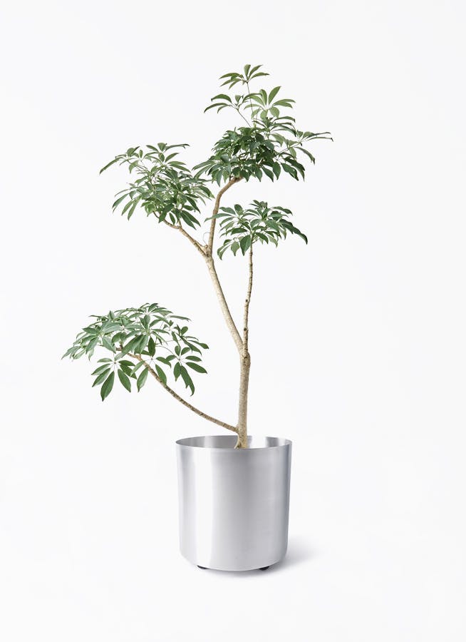 中型 マヤツリー　植物 ベージュ鉢 中型 マヤツリー 植物 ベージュ鉢 - メルカリ