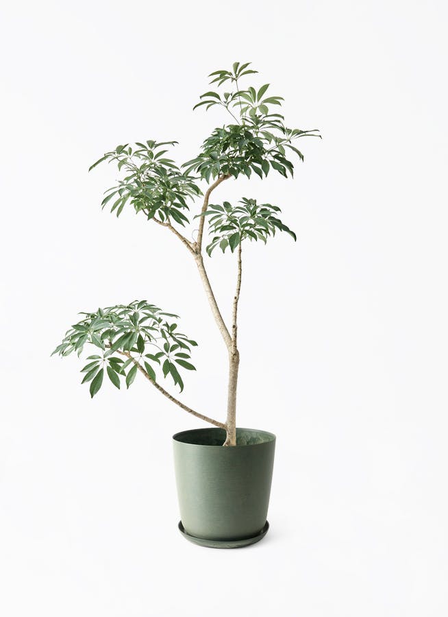 シェフレラ コンパクタ | 観葉植物ならHitohana（ひとはな）