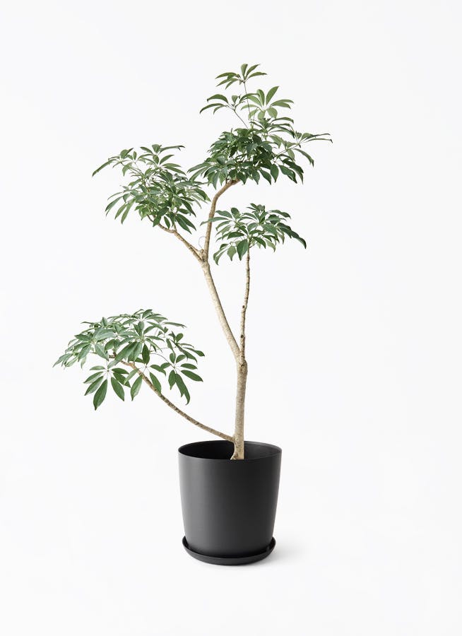 観葉植物 ドラセナ リフレクサ 8号 エステリ ブラック 付き | 観葉植物