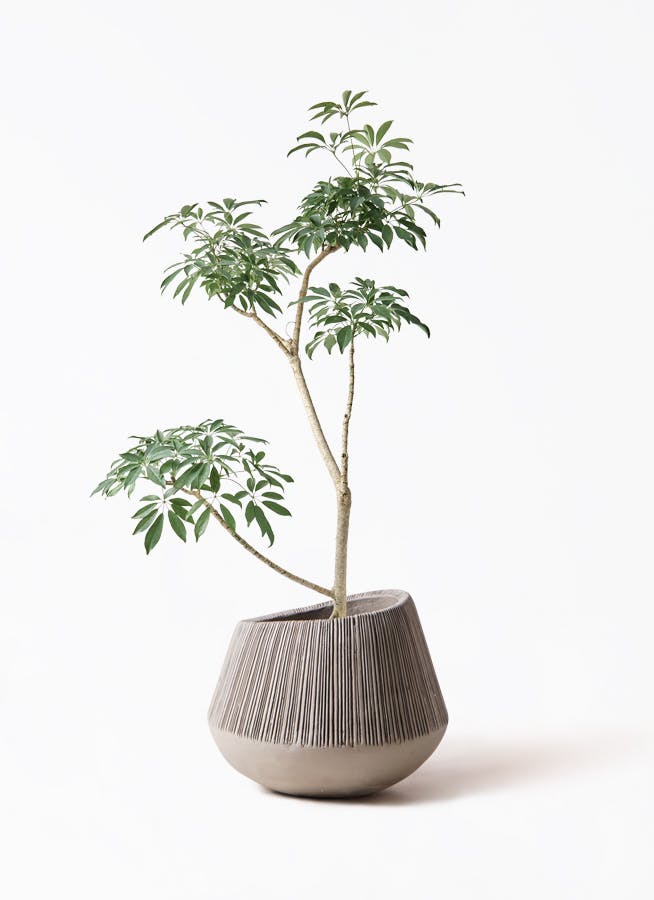 観葉植物 シェフレラ（カポック）8号 朴 エディラウンド グレイ 付き