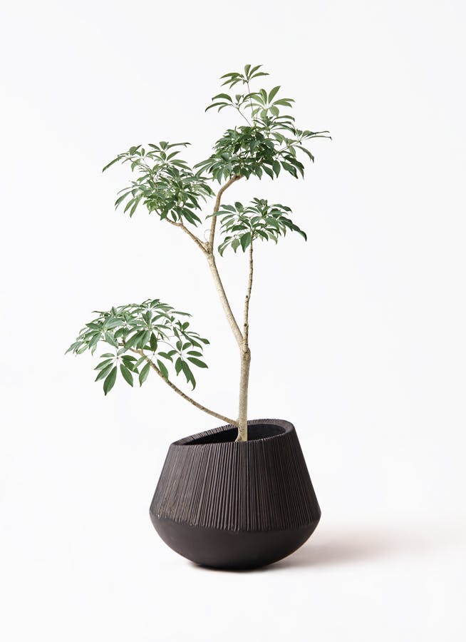 観葉植物 ガジュマル 8号 8の字 エディラウンド 黒 付き | 観葉植物