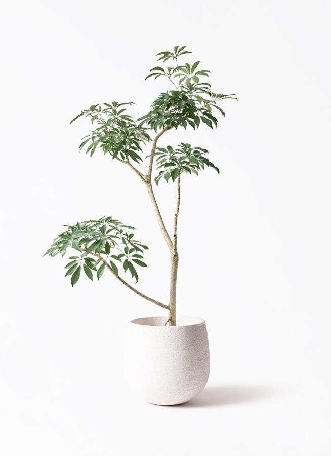 シェフレラ コンパクタ | 観葉植物ならHitohana（ひとはな）