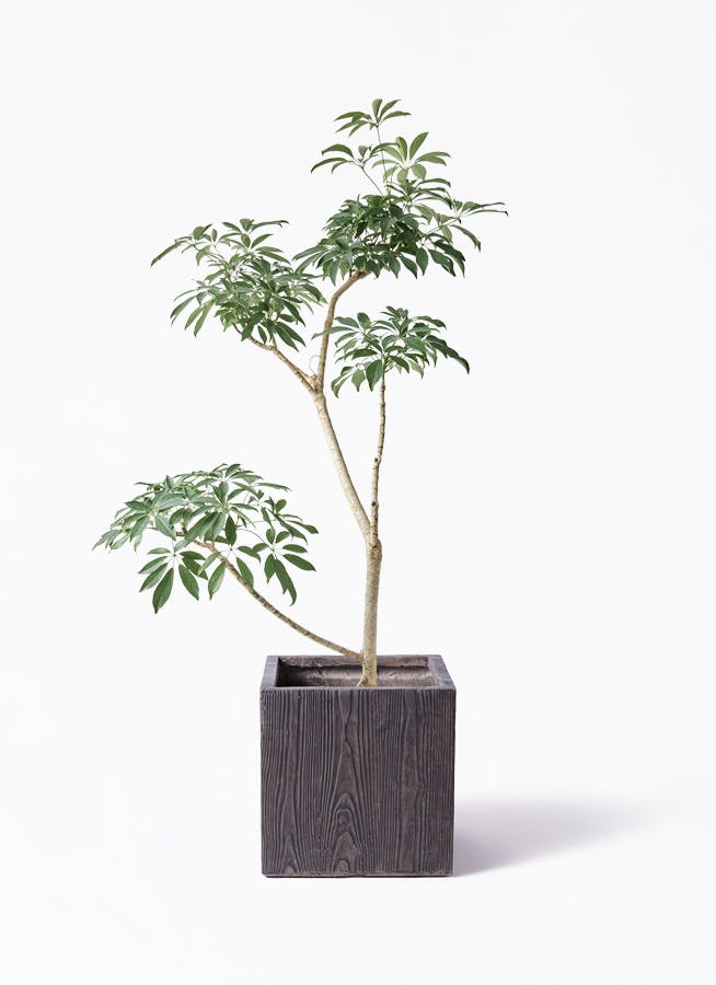 観葉植物 オリーブの木 8号 オヒブランカ ベータ キューブプランター