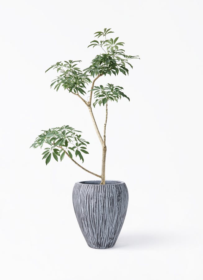観葉植物 オリーブの木 8号 コレッジョラ コーテス ジャー チゼル 付き