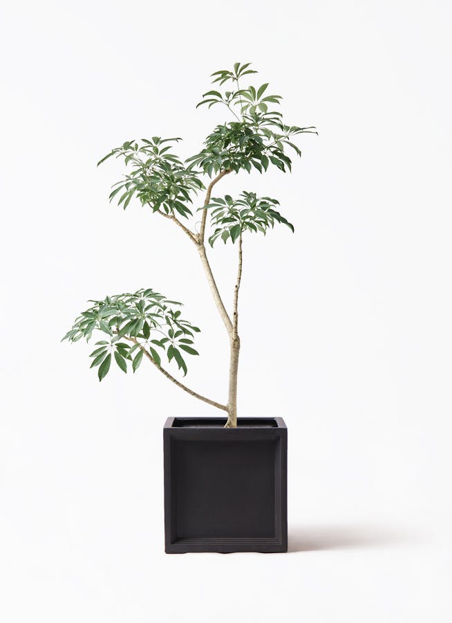 観葉植物 オリーブの木 8号 カヨンヌ ブリティッシュキューブ 付き