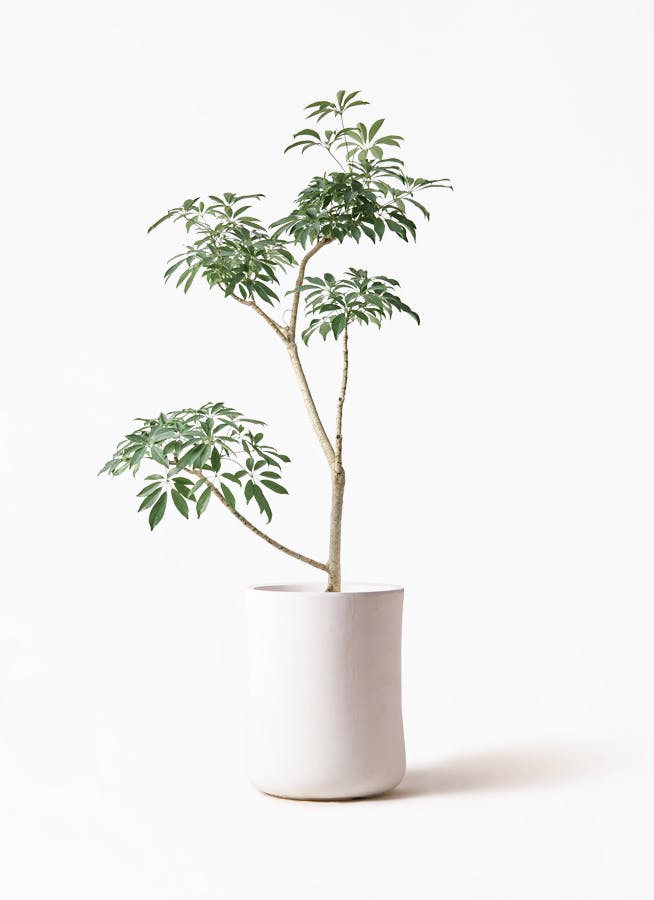 シェフレラ コンパクタ | 観葉植物ならHitohana（ひとはな）