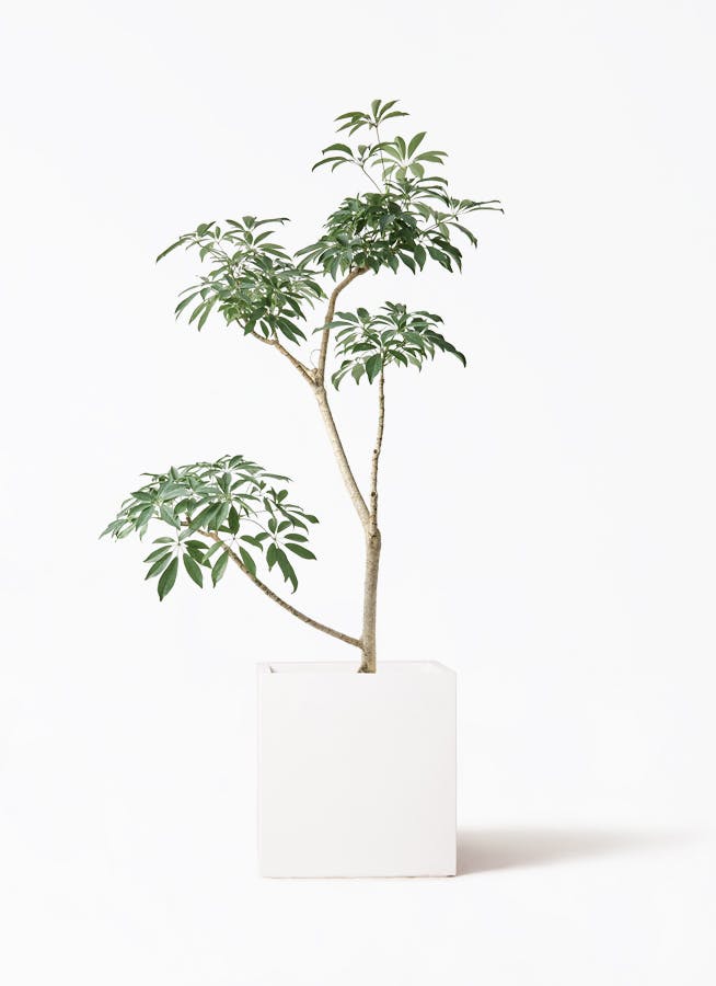 観葉植物 トックリラン ポニーテール 8号 バスク キューブ 付き | 観葉
