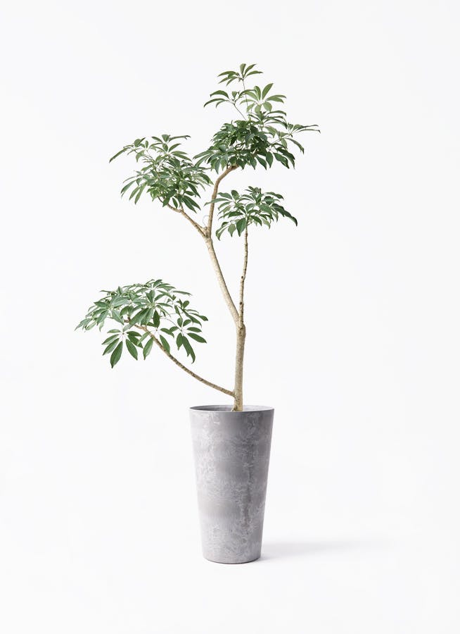 観葉植物 ユッカ 8号 ロストラータ アートストーン トールラウンド