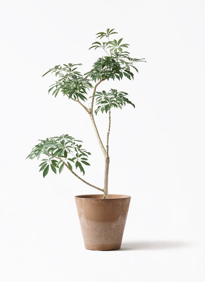 観葉植物 オリーブの木 8号 カヨンヌ アートストーン ラウンド