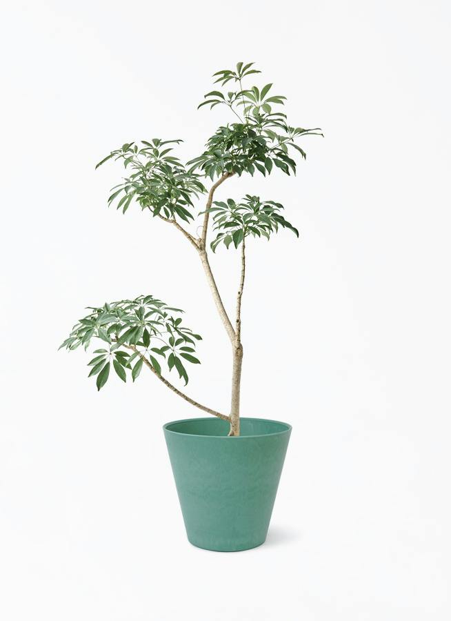 観葉植物 シェフレラ（カポック）8号 朴 アートストーン ラウンド