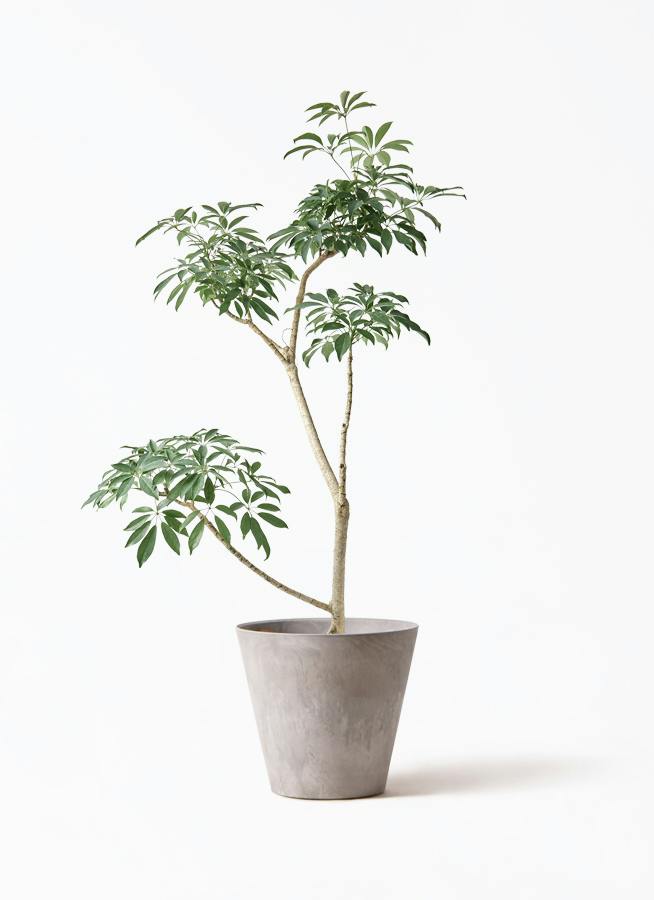 観葉植物 オリーブ 8号 ルッカ アートストーン ラウンド グレー 付き