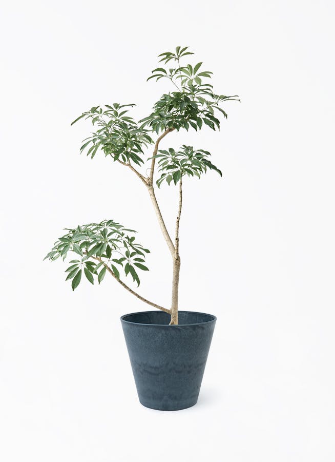 観葉植物 フィロデンドロン 8号 セローム ヒトデカズラ 根あがり