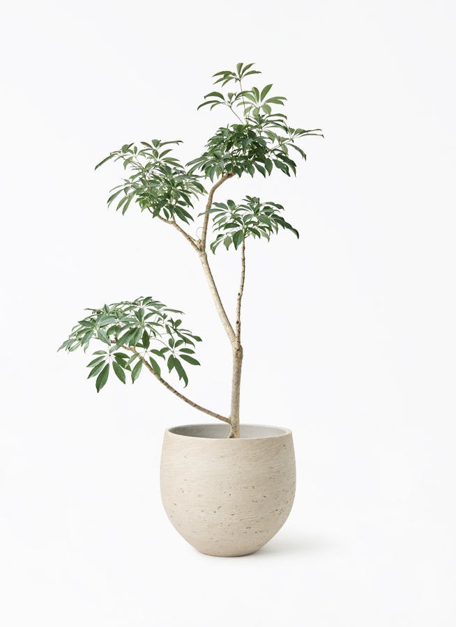 現品 ツピタンサス 27番 曲がり シェフレラ インテリアグリーン