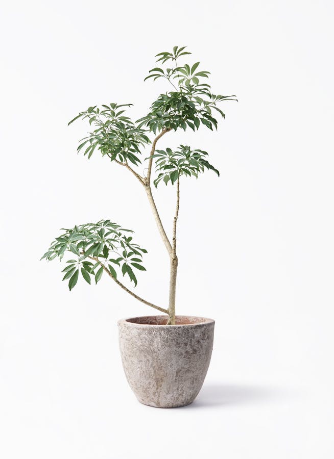観葉植物 シェフレラ 185cm 観葉植物 シェフレラ（カポック）8号 朴 アビスネブラ ラウンド 付き