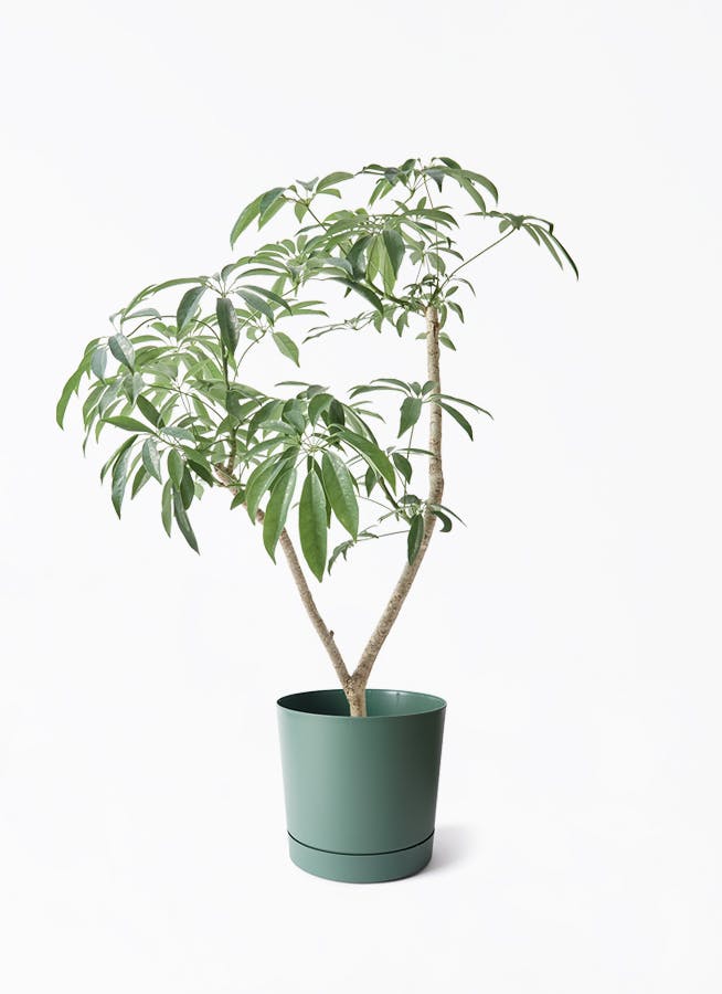 7号サイズの観葉植物 | 通販専門店 HitoHana（ひとはな）