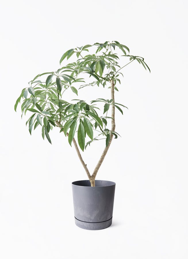 7号サイズの観葉植物 | 通販専門店 HitoHana（ひとはな）