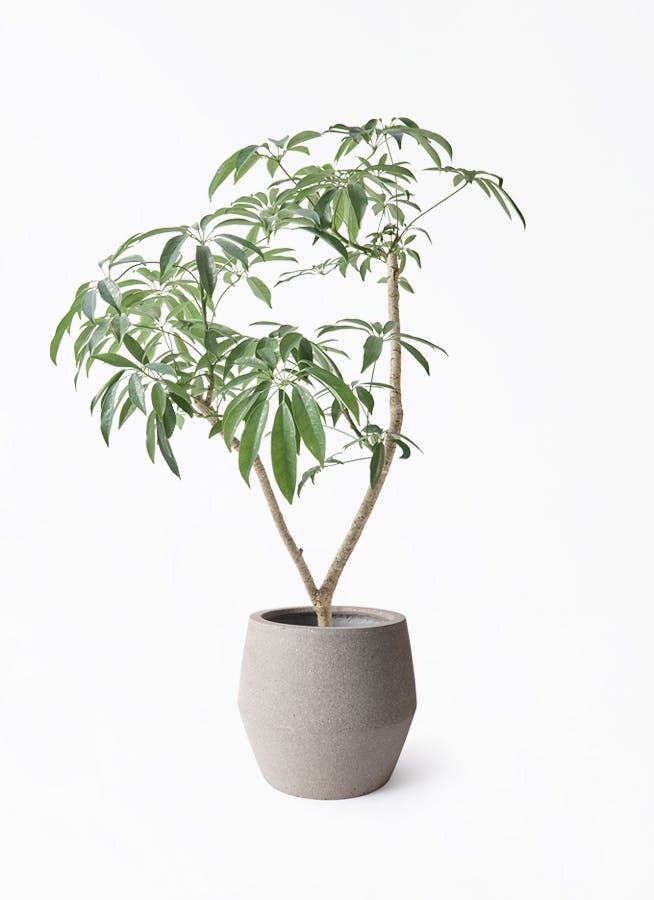 シェフレラ コンパクタ | 観葉植物ならHitohana（ひとはな）