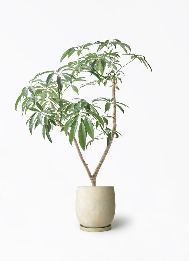 シェフレラ コンパクタ | 観葉植物ならHitohana（ひとはな）