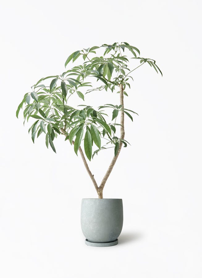 シェフレラ コンパクタ | 観葉植物ならHitohana（ひとはな）