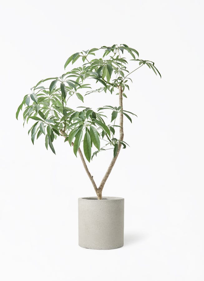 シェフレラ montekn 観葉植物 シェフレラ（カポック）7号 朴 コーディル シリンダー グレー